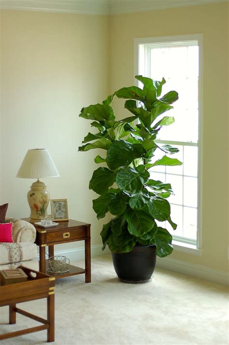 14 best Fiddle Leaf Fig Tree ( My new favorite house plant) images on Pinterest | Indoor house ...