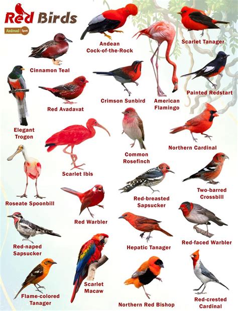 Red Birds – Facts, List, Pictures