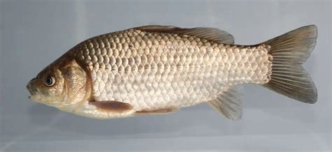 Prussian carp - Facts, Diet, Habitat & Pictures on Animalia.bio