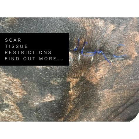 Scar tissue restrictions in your horse - find out more..... — Jessica ...