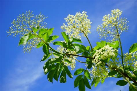 Free Images : tree, branch, blossom, flower, food, produce, plants, shrub, viburnum, common ...