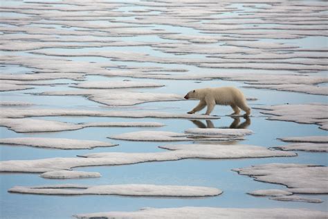 Starving Polar Bear Hunts for Beluga Whales in Nat Geo Clip – Rolling Stone