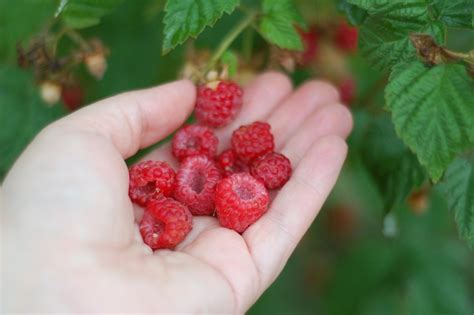 How To Keep Raspberry Bushes From Spreading Out of Control | HappySprout