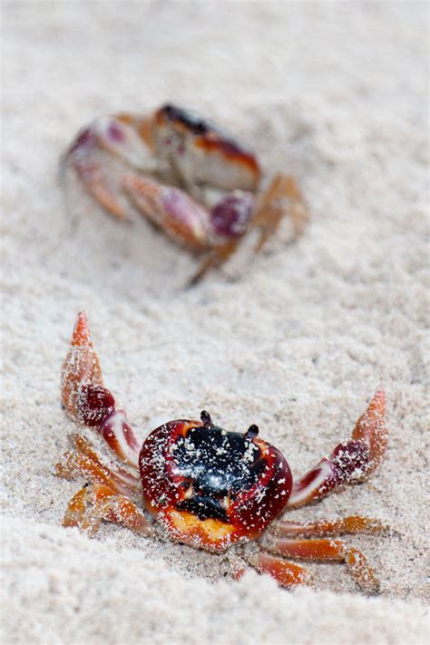 Fighting Crabs Free Stock Photo - Public Domain Pictures