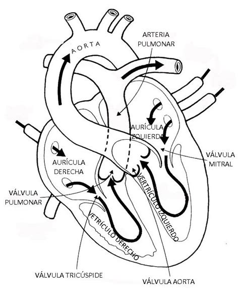 Dibujos Para Colorear Del Corazon Humano Y Sus Partes Imagui | Porn Sex ...