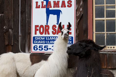 Free Images : llama, camel like mammal 4746x3164 - - 577407 - Free stock photos - PxHere