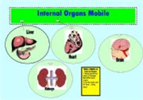 Internal organs worksheets