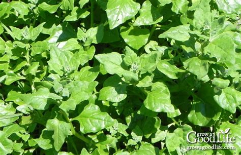 Growing New Zealand Spinach