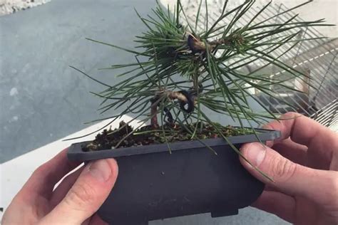 Japanese Black Pine Care Guide – Back Garden Bonsai