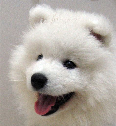 samoyed puppies - Wallpapers Free