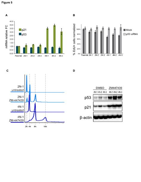 p53-dependent transcriptional and cell cycle effects in proliferating... | Download Scientific ...