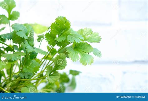 Young Cilantro Coriander Plant Stock Photo - Image of herbs, edible ...