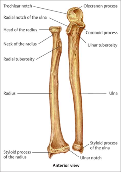 Fractures of the Ulna and Radius | Musculoskeletal Key