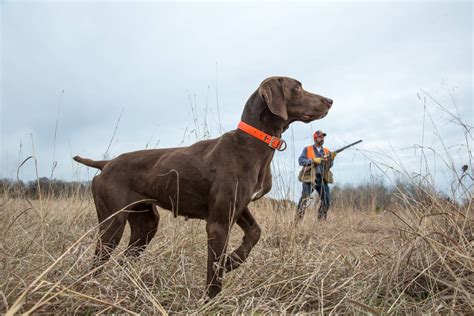 Finding and Starting Your Pheasant Dog: 7 Tips From the Experts | GearJunkie