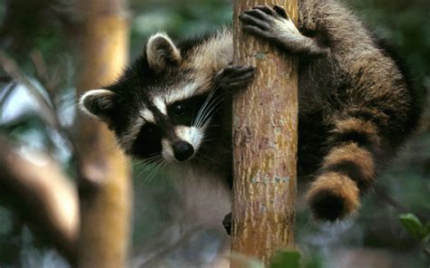 Download Animal Raccoon HD Wallpaper