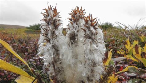 How Do Plants & Animals Survive in the Arctic Tundra? | Sciencing