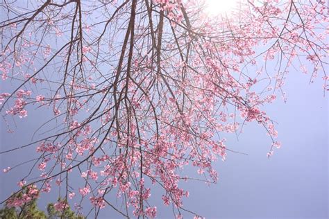 Cherry Blossoms Season in Dalat, Vietnam. Stock Image - Image of travel ...