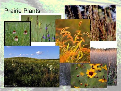 Grassland notes: Notes on world's grassland types & organisms' adapt…