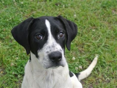 pointer labrador mix - Google Search | Labrador mix, Puppies, Lab mix puppies