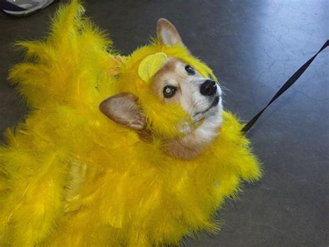 The Only Cute Corgi Halloween Costume Post (90 pics) - Izismile.com