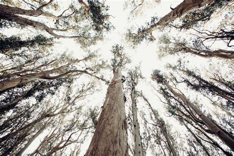 Eucalyptus: How California's Most Hated Tree Took Root | KQED