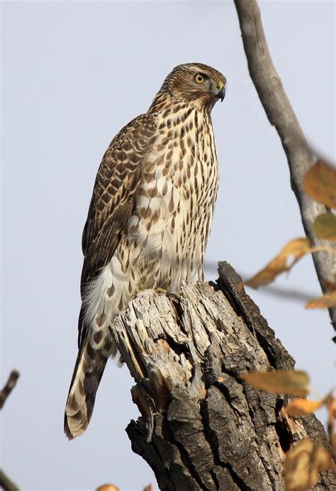 Juvenile Northern Goshawk by sgt-slaughter on DeviantArt