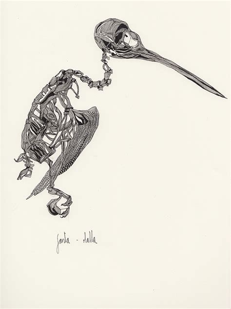 Skeleton birds on Behance