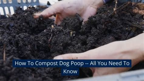 How To Compost Dog Poop -- All You Need To Know - YouTube