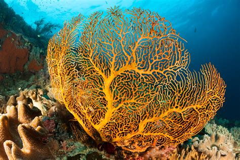 Underwater paradise: the most beautiful coral reefs around the world