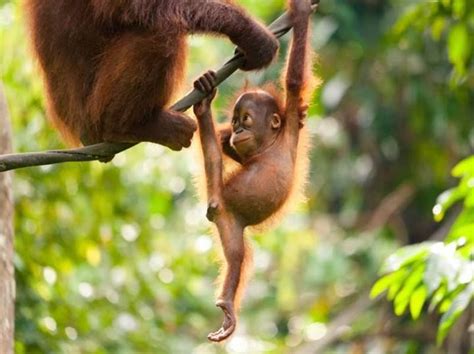 Gymnastics | Animals. | Pinterest