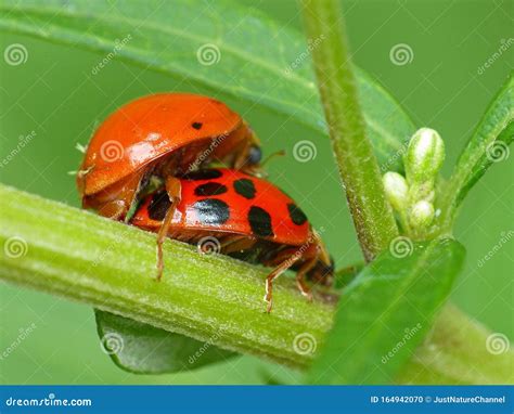 Ladybugs Mating stock photo. Image of bokeh, closeup - 164942070