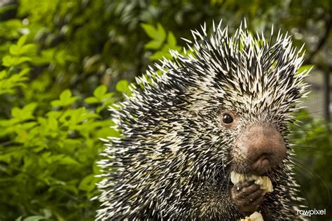 Prehensile-tailed Porcupine (2010) by Mehgan Murphy. Original from Smithsonian's National Zoo ...