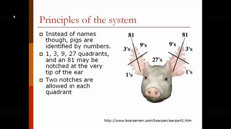 Swine Ear Notching Guide