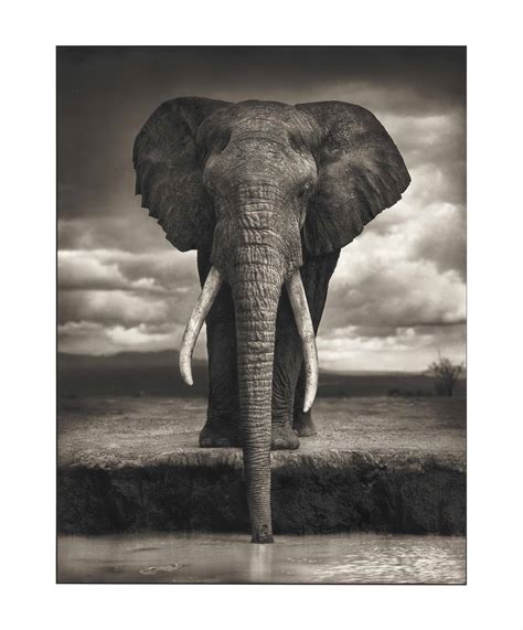 NICK BRANDT (B. 1966) , Elephant drinking, Amboseli, 2007 | Christie's