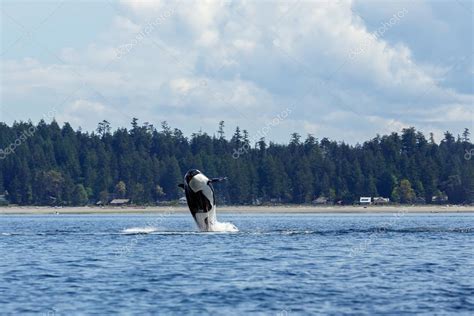 Jumping orca whale — Stock Photo © MennoSchaefer #126736426