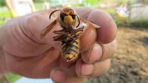 Giant Hornet Queen Uk | Bruin Blog