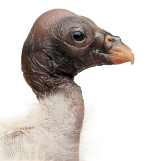 King Vulture Chick - Just 70 Hours Old! - ZooBorns