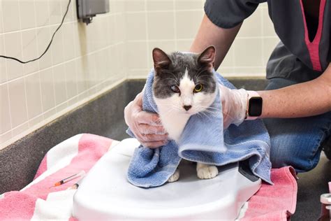 Increase in rescue cats as temperatures warm up | KGAN