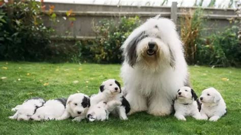 The Dulux dog has given birth to seven puppies | news.com.au — Australia’s leading news site