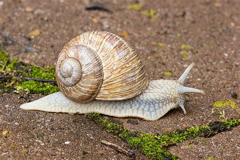 Royalty-Free photo: Brown and gray snail crawling during daytime | PickPik