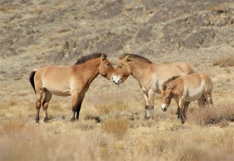 Save the Wild Horse - The Takhi