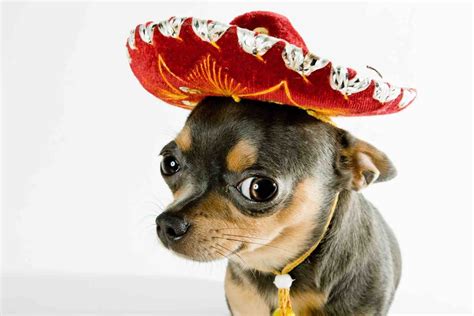 Canines with wide-brimmed Mexican hats | Chihuahua, Chihuahua dogs, Chihuahua love