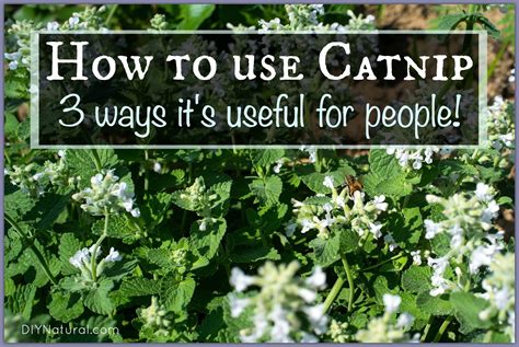 How To Use Catnip on Humans