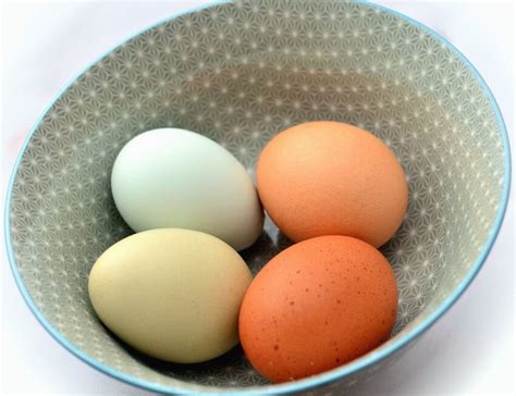 Free picture: chicken, egg, bowl, table, food