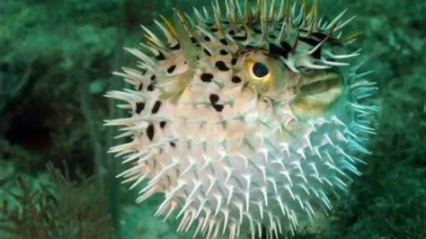 Pufferfish Facts: Nature’s Deadliest | Science Facts