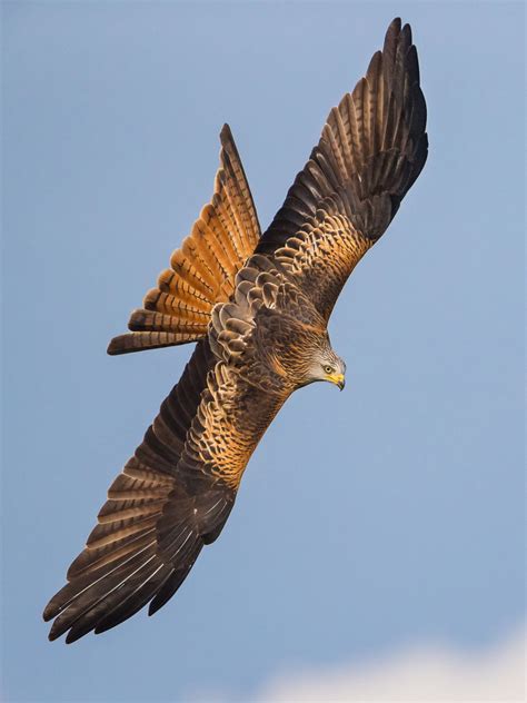 How to Photograph Red Kites - Nature TTL