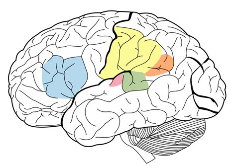 Primary auditory cortex - wikidoc