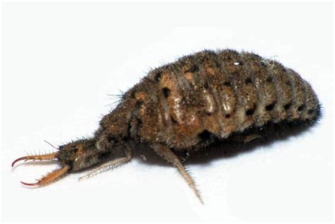 Ant Lion Larva - ViewBug.com