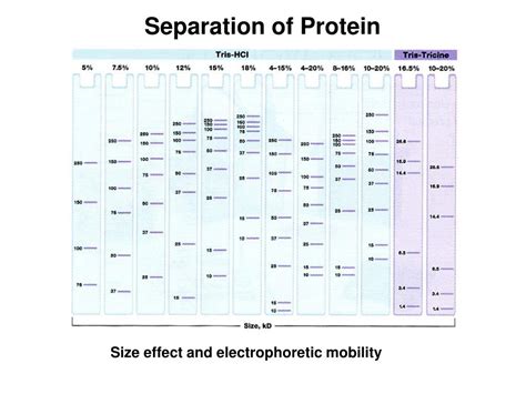 PPT - A. Modes of separation capillary electrophoresis PowerPoint Presentation - ID:3038561