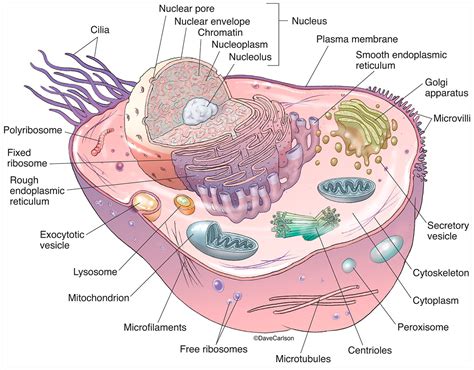 Ultrastructure Of Generalized Animal Cell : Draw A Well Labelled Diagram Of A Generalized ...